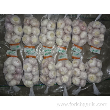 New Season Fresh Garlic